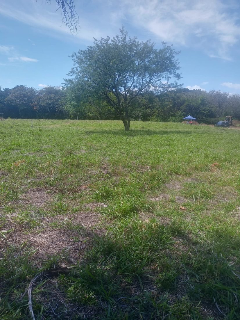 Área verde del lote en Altos Del Caldera con árbol central
