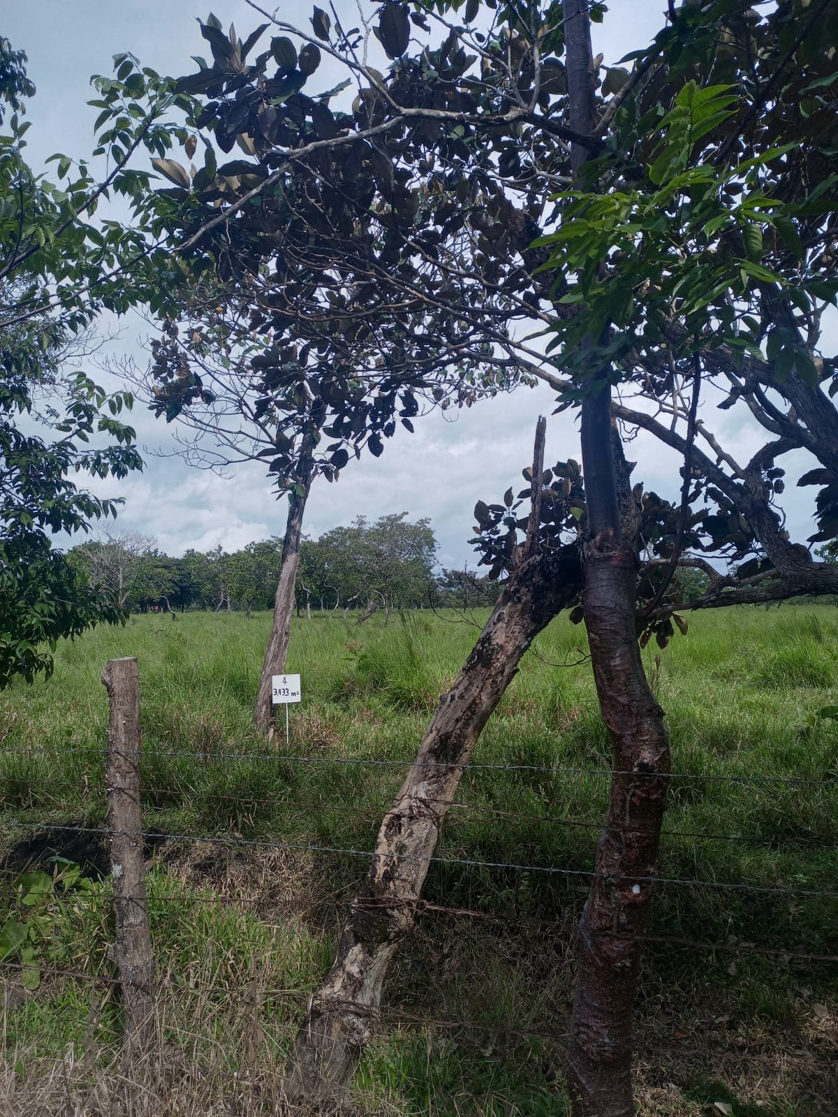 Los Roblillos - Photo 9